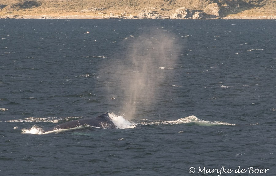 PLA30-19, DAY 1-11 MAR Whales - Oceanwide Expeditions.jpg