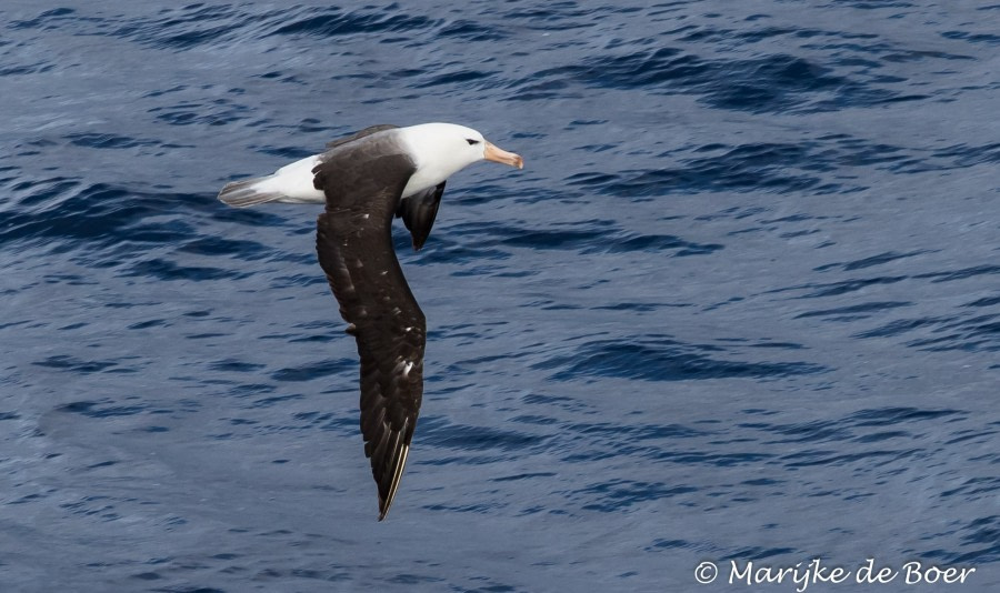 PLA29-19, Marijke de Boer_blackbrowed albatros_20190301-4L6A6080_edit - Oceanwide Expeditions.jpg