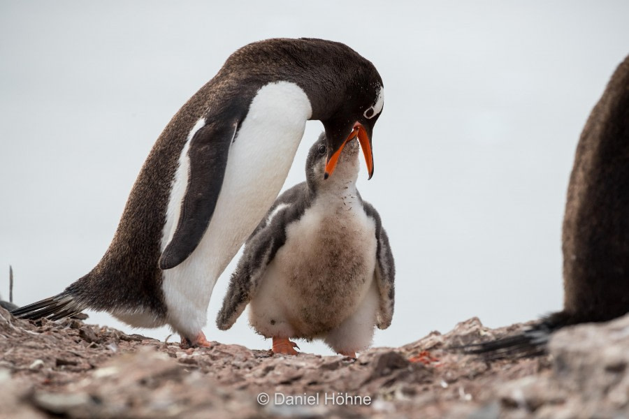 OTL32-19, DAY 5, 10 Daniel - Oceanwide Expeditions.jpg