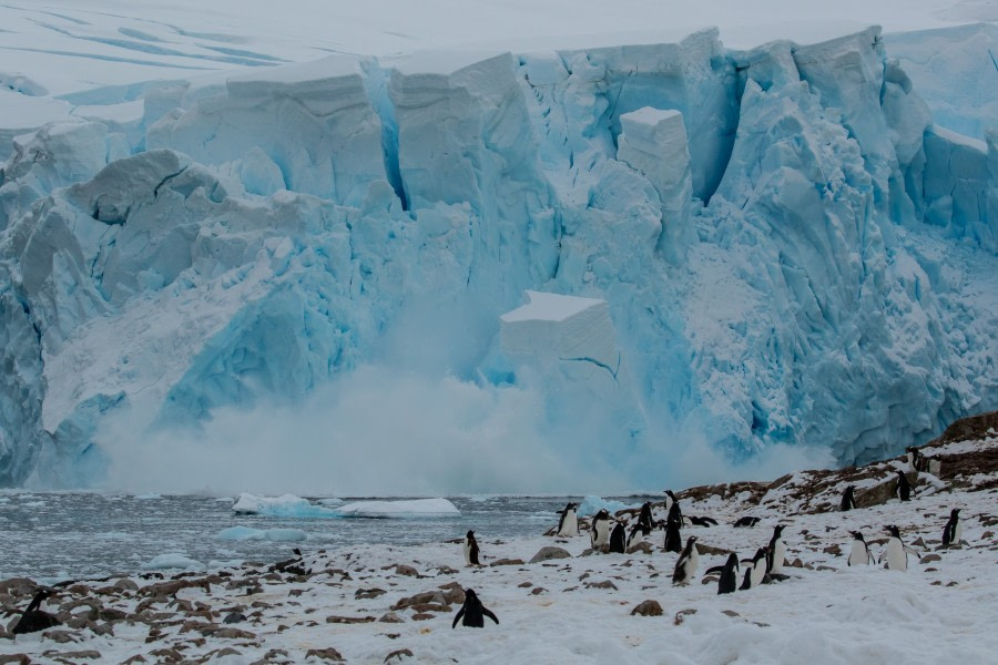 OTL33-19, DAY 4, 21 MAR Pippalow-7175 - Oceanwide Expeditions.jpg