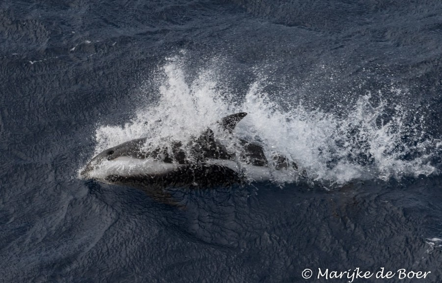 PLA30-19, DAY 10-20 MAR Dolphins - Oceanwide Expeditions.jpg