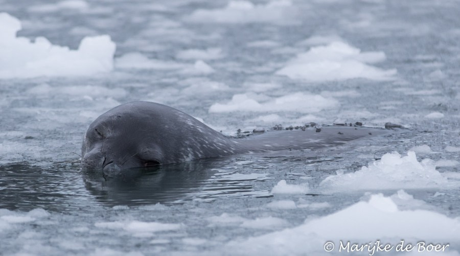 PLA29-19, Marijke de Boer_20190307-4L6A6925_edit - Oceanwide Expeditions.jpg