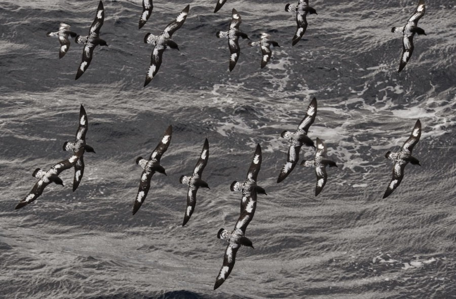 OTL31-19, Day 12, 27 FEB cape petrels Meike - Oceanwide Expeditions.jpg