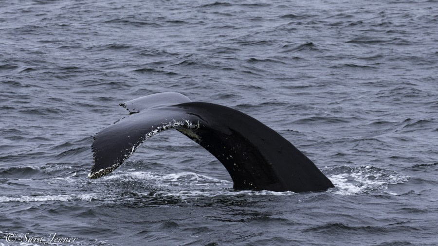 PLA29-19, Humpback fluke - Oceanwide Expeditions.jpg