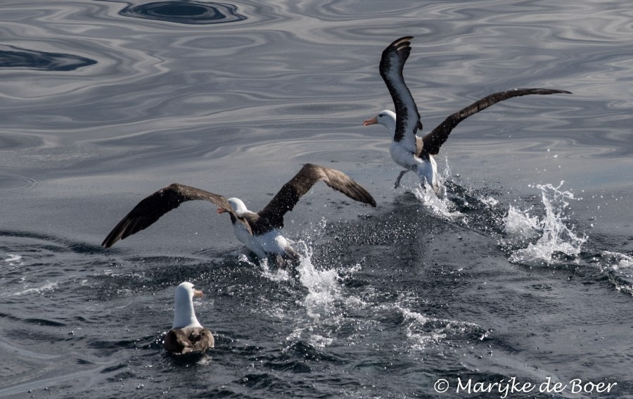 PLA29-19, Marijke de Boer_20190310-4L6A7134_edit - Oceanwide Expeditions.jpg