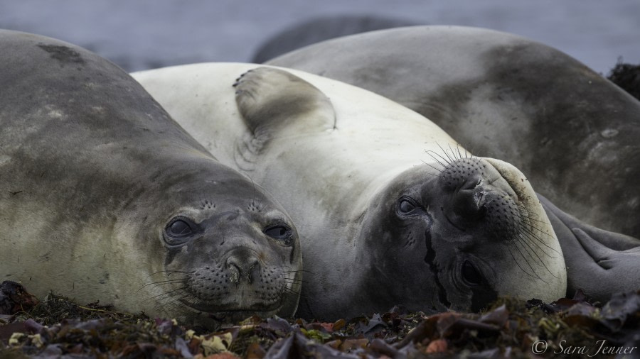 PLA29-19, Elephant seal - Oceanwide Expeditions.jpg