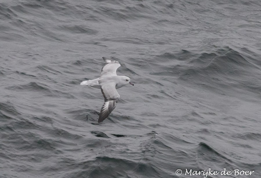 PLA30-19, DAY 3-13 MAR Fulmar - Oceanwide Expeditions.jpg