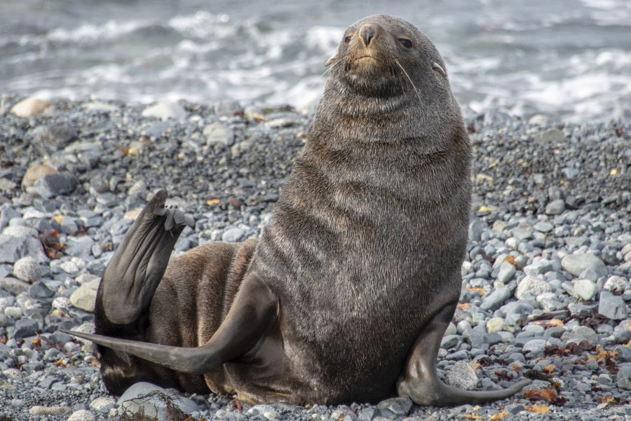 PLA31-19, DAY 07, 28 MAR Fur_seal - Oceanwide Expeditions.jpg