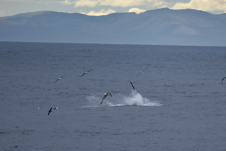 PLA30-19, DAY 11-21 MAR Orcas - Oceanwide Expeditions.JPG