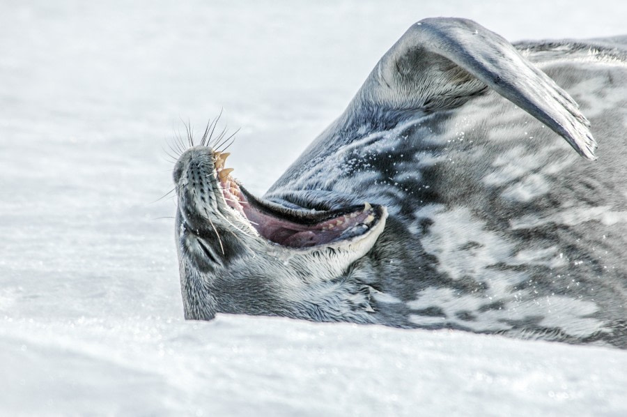 Weddell Seal, Antarctica © Ilja Reijnen-Oceanwide Expeditions (1).jpg