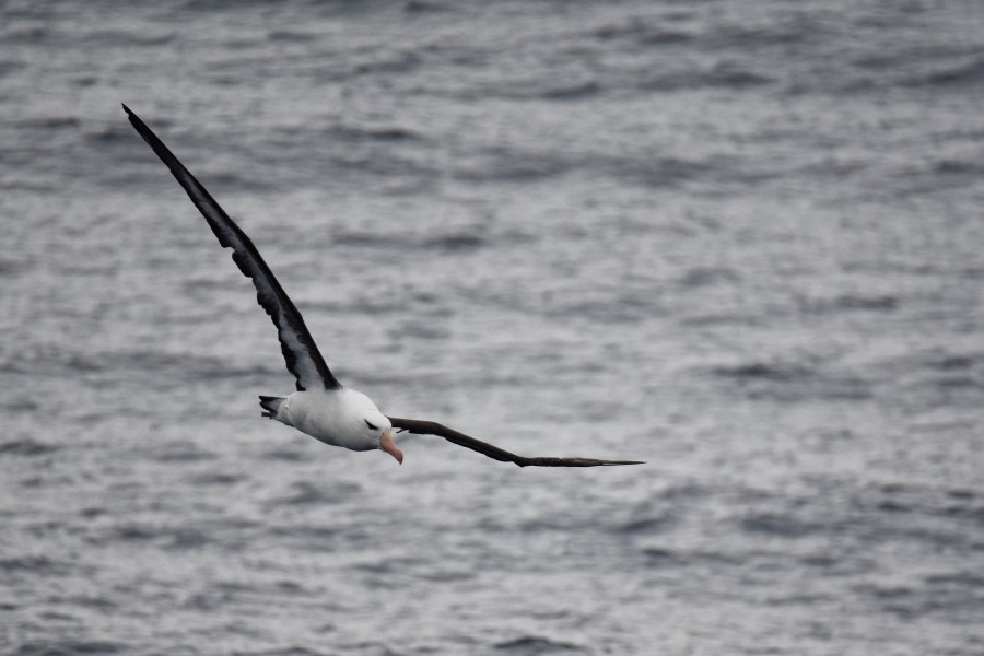 At Sea to Ushuaia