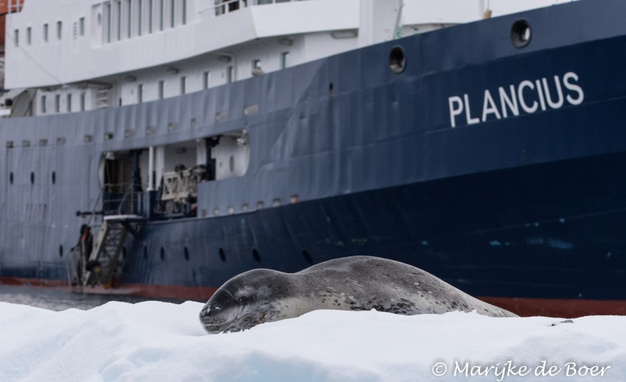 PLA31-19, DAY 05, 26 MAR Leopard_Seal - Oceanwide Expeditions.jpg