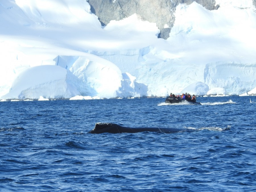 Humpback whale watching © Linda Forey-Oceanwide Expeditions.jpg