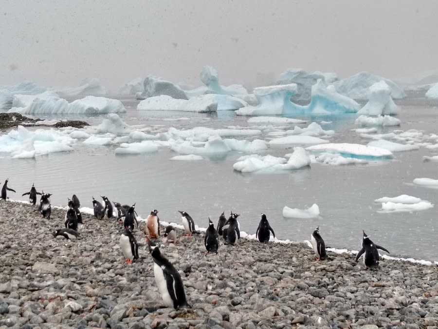 PLA31-19, DAY 04, 25 MAR Cuverville_Penguin - Oceanwide Expeditions.jpg