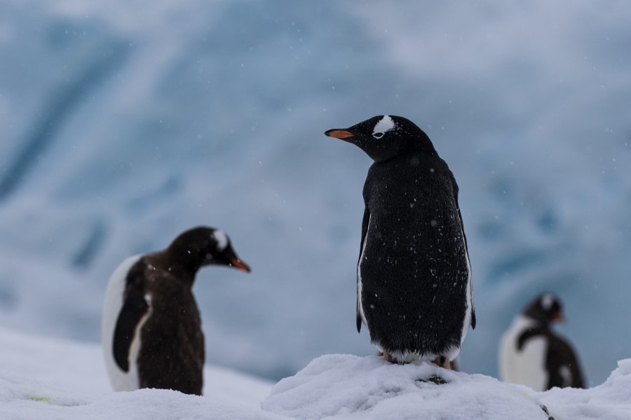 PLA30-19, DAY 4-14 MAR Gentoo_Neko - Oceanwide Expeditions.jpg