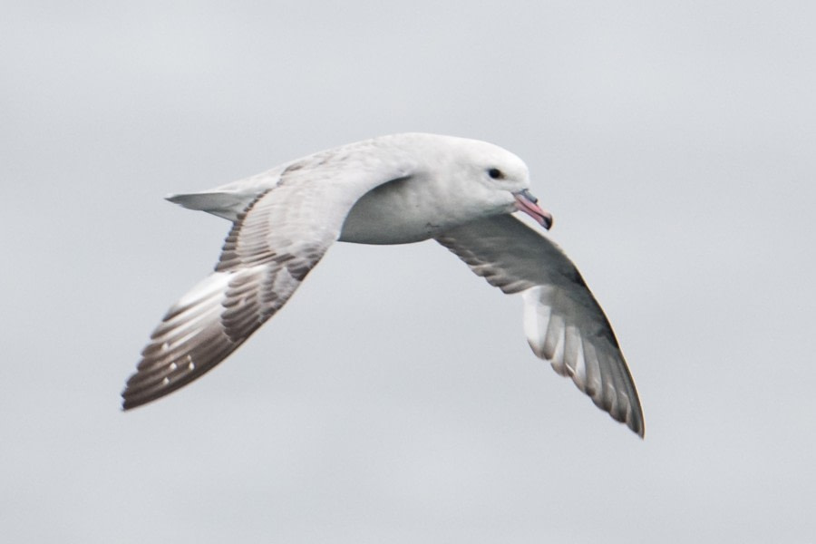 At Sea to Elephant Island