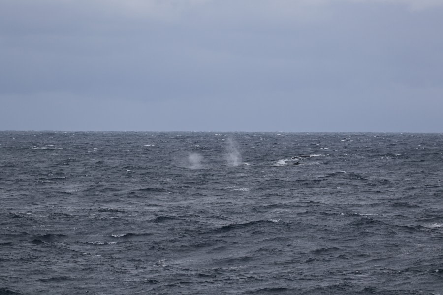 At Sea to South Orkney Islands