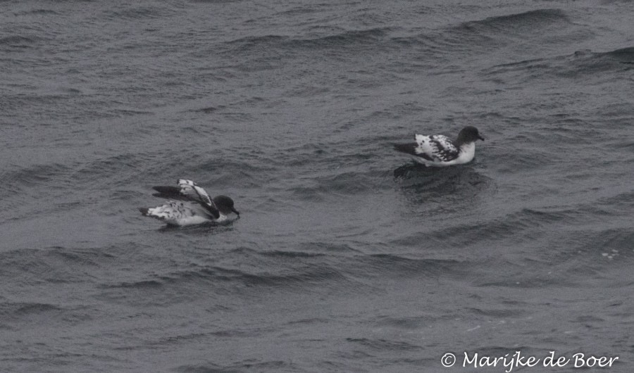 PLA31-19, DAY 03, 24 MAR Petrel (2) - Oceanwide Expeditions.jpg