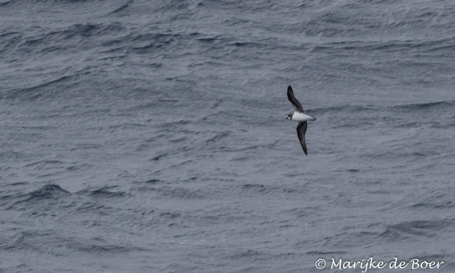 PLA29-19, Soft-plumaged petrel_Marijke de Boer_20190309-4L6A7068_edit - Oceanwide Expeditions.jpg