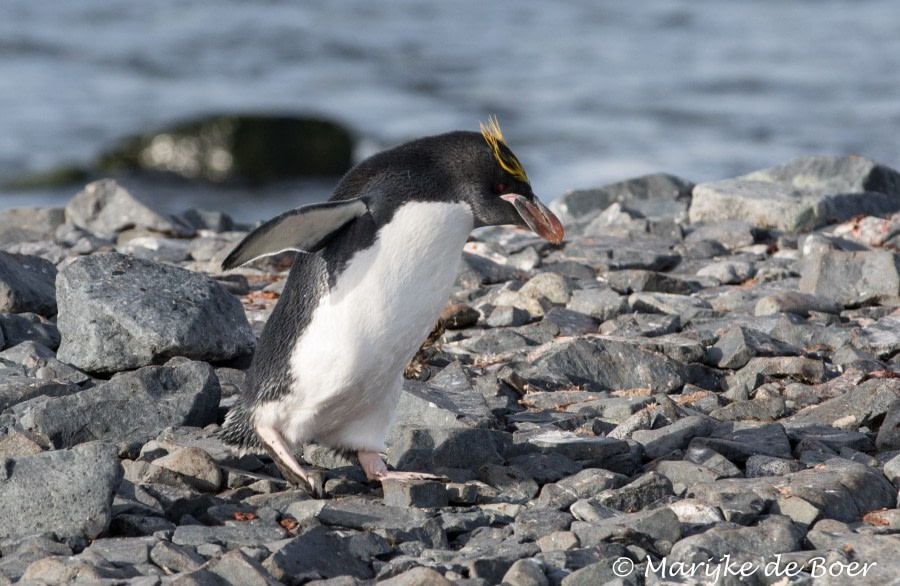 PLA31-19, DAY 07, 28 MAR Penguin (2) - Oceanwide Expeditions.jpg