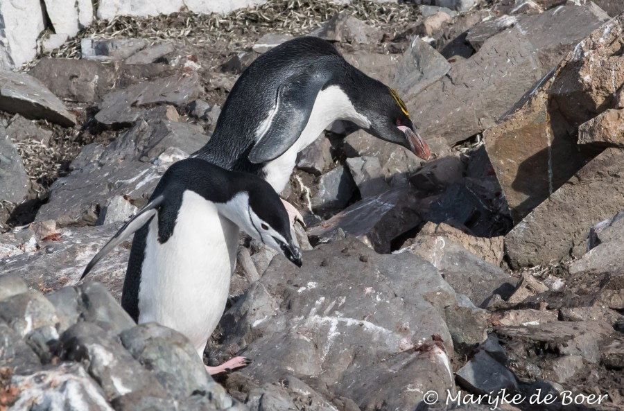 PLA31-19, DAY 07, 28 MAR Penguin - Oceanwide Expeditions.jpg