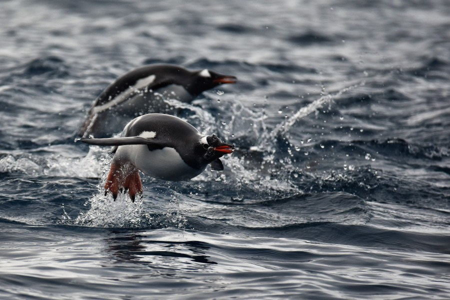 PLA30-19, DAY 6-16 MAR Penguin_Cierva - Oceanwide Expeditions.JPG