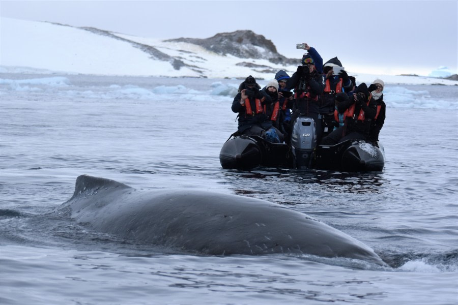 PLA31-19, DAY 04, 25 MAR Cuverville_Zodiak (7) - Oceanwide Expeditions.JPG