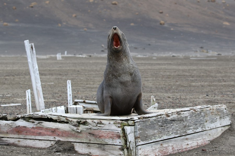 Half Moon Island & Whalers Bay, Deception Island, South Shetland Islands