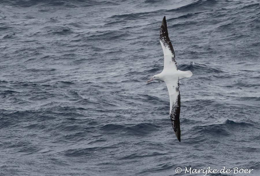 PLA30-19, DAY 2-12 MAR Albatros - Oceanwide Expeditions.jpg