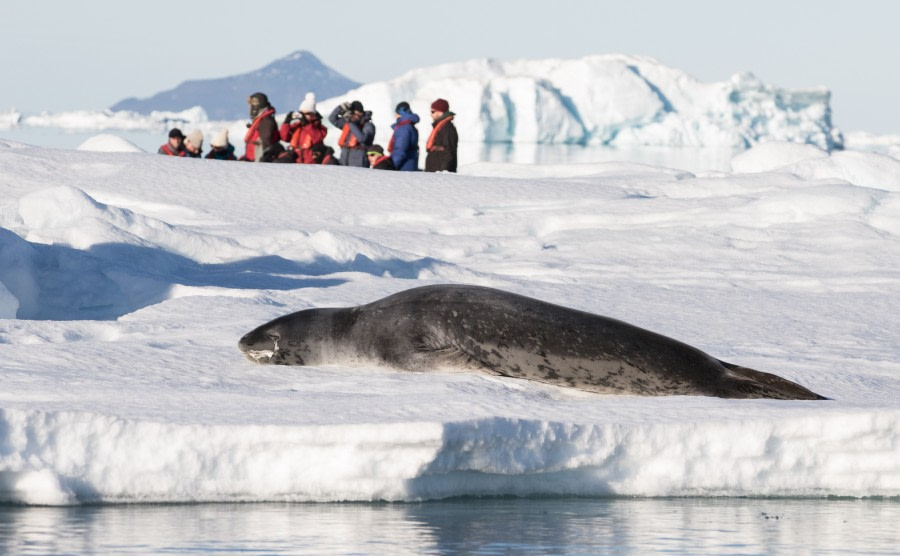 PLA30-19, DAY 8-18 MAR Leopard_Seal - Oceanwide Expeditions.jpg