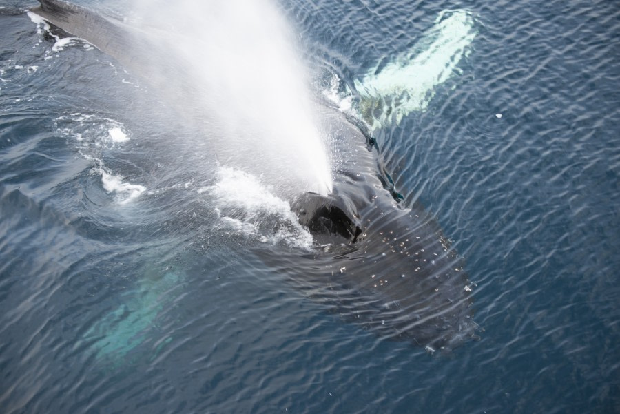 Humpback whale © Frits Steenhuisen - Oceanwide Expeditions.jpg