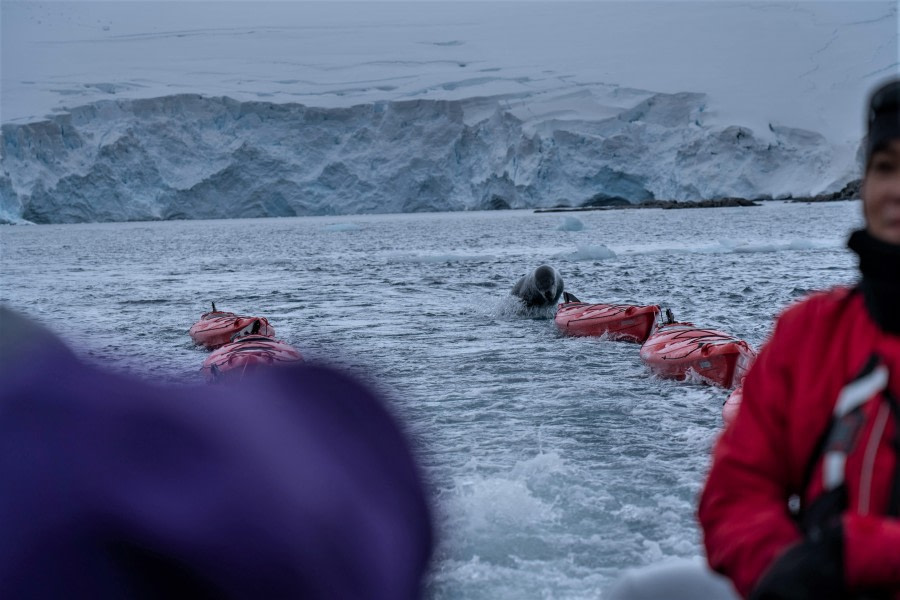 PLA29-19, 20190307-_DSC6556 - Oceanwide Expeditions.jpg