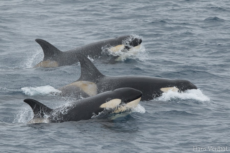 PLA31-19, DAY 06, 27 MAR Killer_whales - Oceanwide Expeditions.jpg