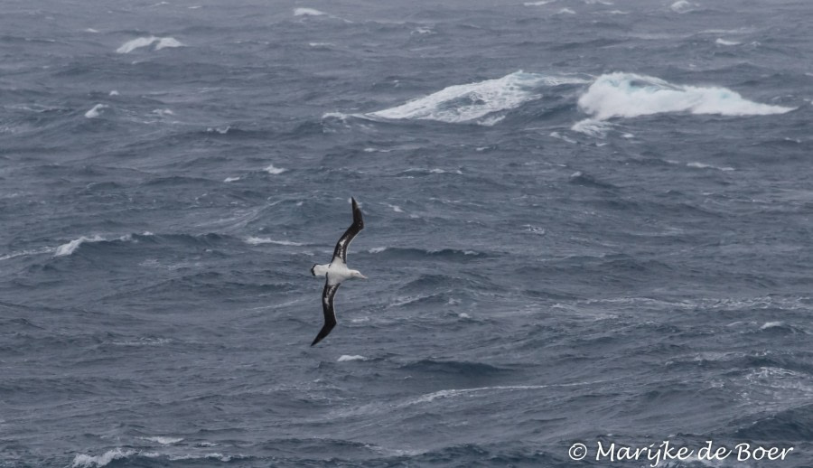 PLA31-19, DAY 08, 29 MAR Albatross - Oceanwide Expeditions.jpg