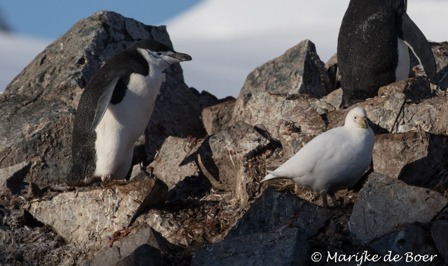 PLA30-19, DAY 9-19 MAR Chinstrap_Halfmoon - Oceanwide Expeditions.jpg