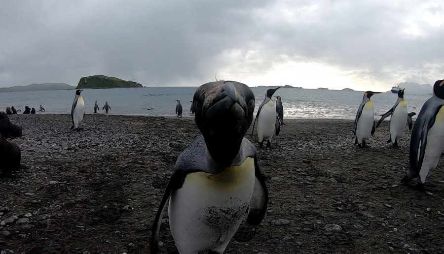 OTL31-19, Day 8, 23 FEB King_closeup2_Pippa - Oceanwide Expeditions.JPG