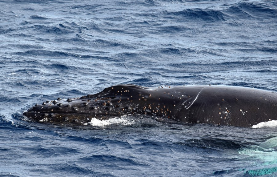 PLA30-19, DAY 7-17 MAR Humpback - Oceanwide Expeditions.JPG