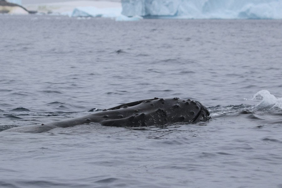 At Sea to Ushuaia – The Drake Passage