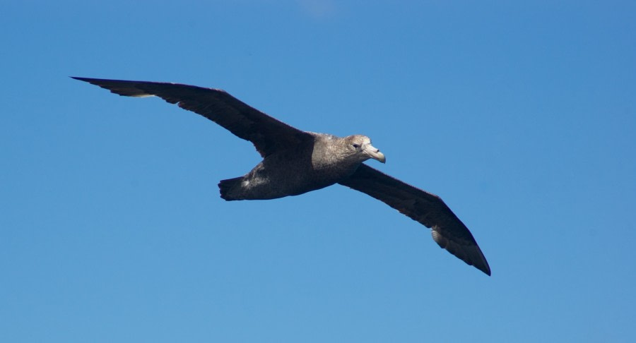 At Sea to South Orkney Islands