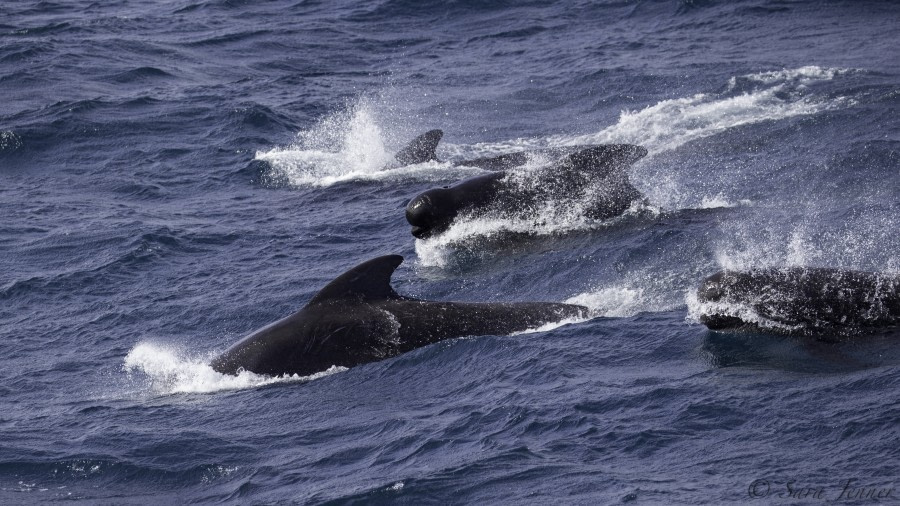 HDS03-19, DAY 05 Whale - Oceanwide Expeditions.jpg