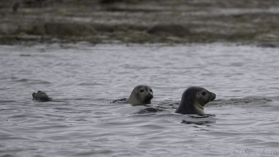 HDS03-19, DAY 11 Seals - Oceanwide Expeditions.jpg