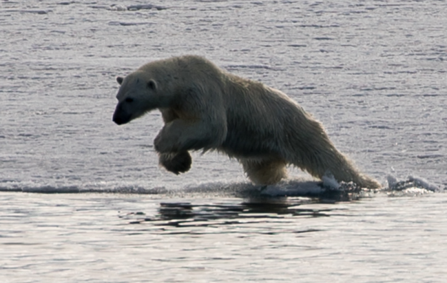 PLA05-19, Bildschirmfoto 2019-06-09 um 11.25.19 - Oceanwide Expeditions.png