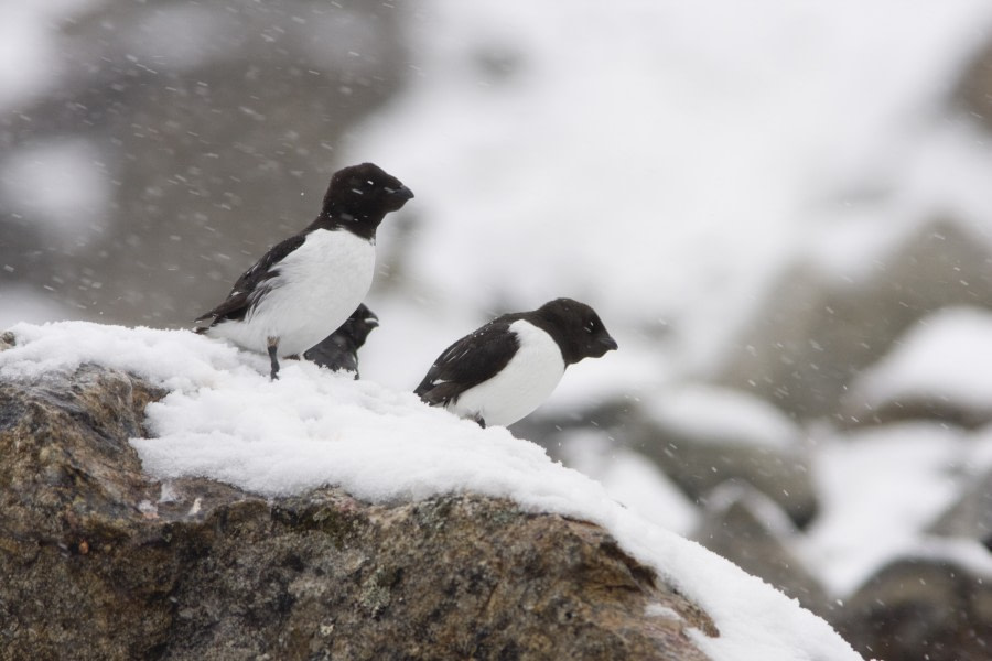 Little Auk at Fuglesangen © Arjen Drost - Oceanwide Expeditions