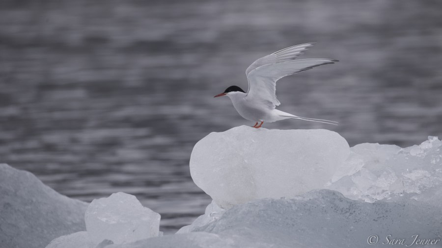 HDS03-19, DAY 11 Tern - Oceanwide Expeditions.jpg