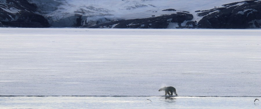 PLA05-19, Bear3 - Oceanwide Expeditions.jpg