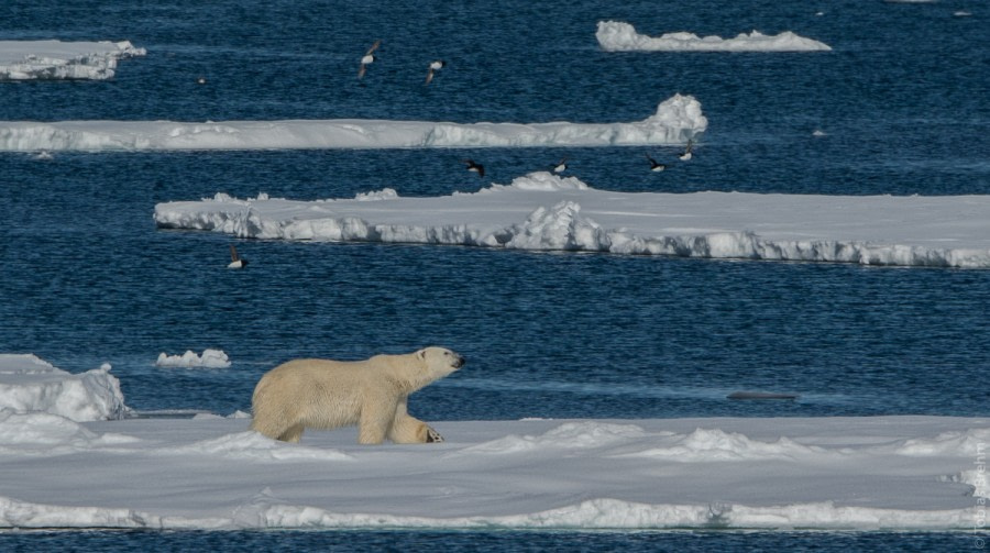 Day in the pack ice & polar bear search