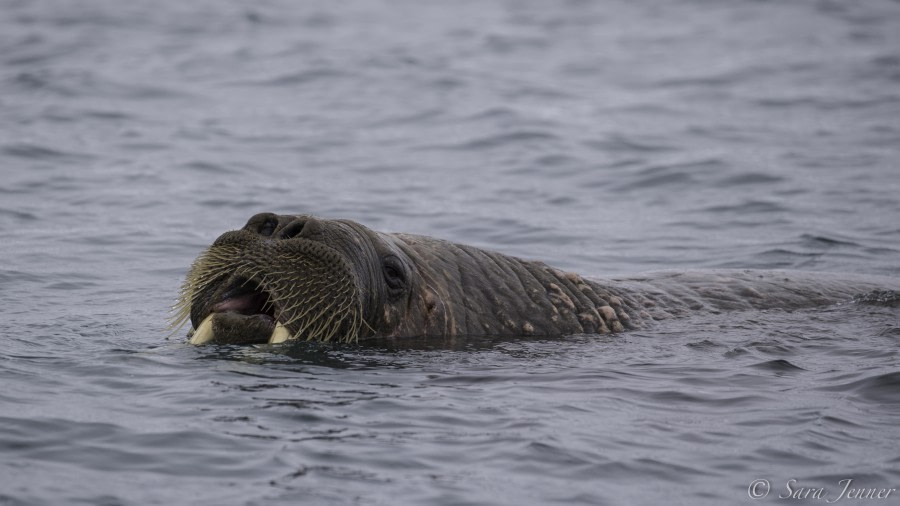 HDS03-19, DAY 11 Walrus - Oceanwide Expeditions.jpg