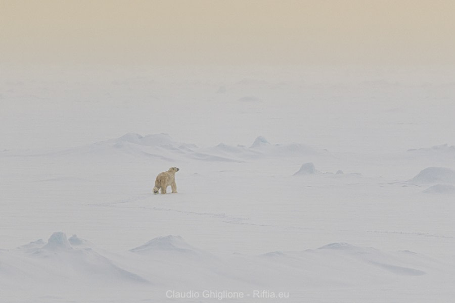 PLA05-19, _GHI1102 - Oceanwide Expeditions.jpg