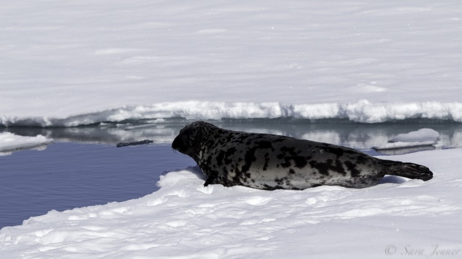 HDS03-19, DAY 10 Hooded seal - Oceanwide Expeditions.jpg