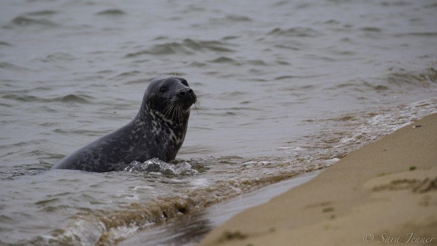 Grey seal,  Fair Isle ©  Sara jenner - Oceanwide Expeditions